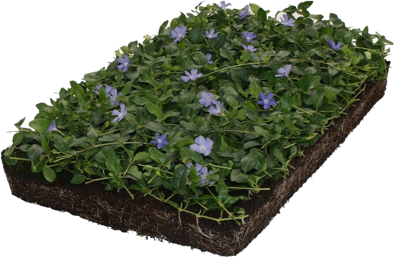 The Covergreen® Ground Covers - Planten Mat Kopen (800x570), Png Download