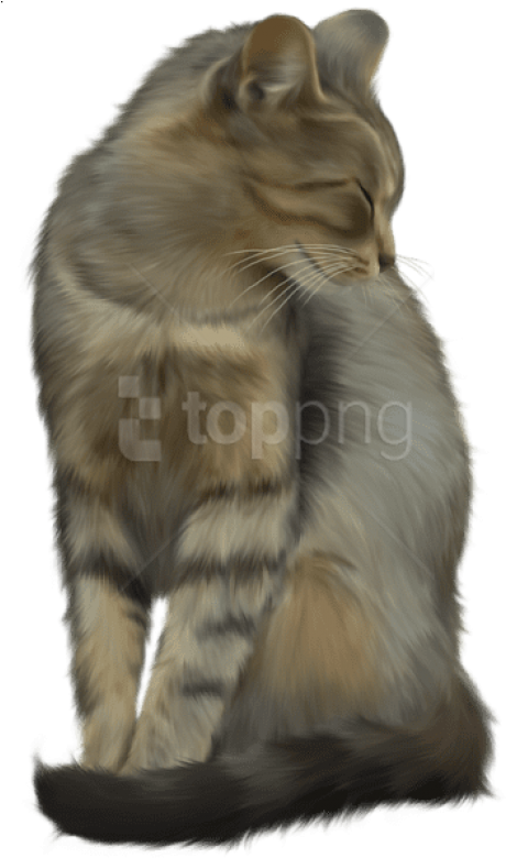 Free Png Images - Cat (480x785), Png Download