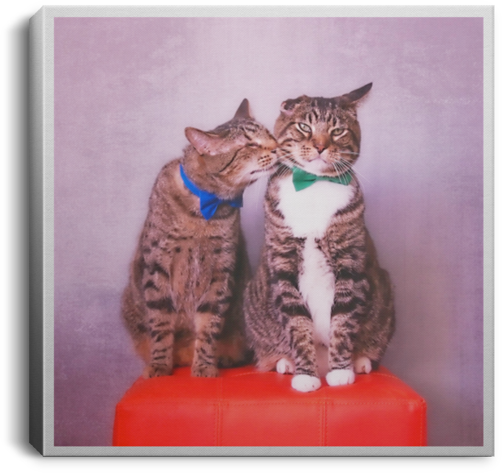 Oskar & Klaus Square Canvas - Oskar The Blind Cat (1024x1024), Png Download