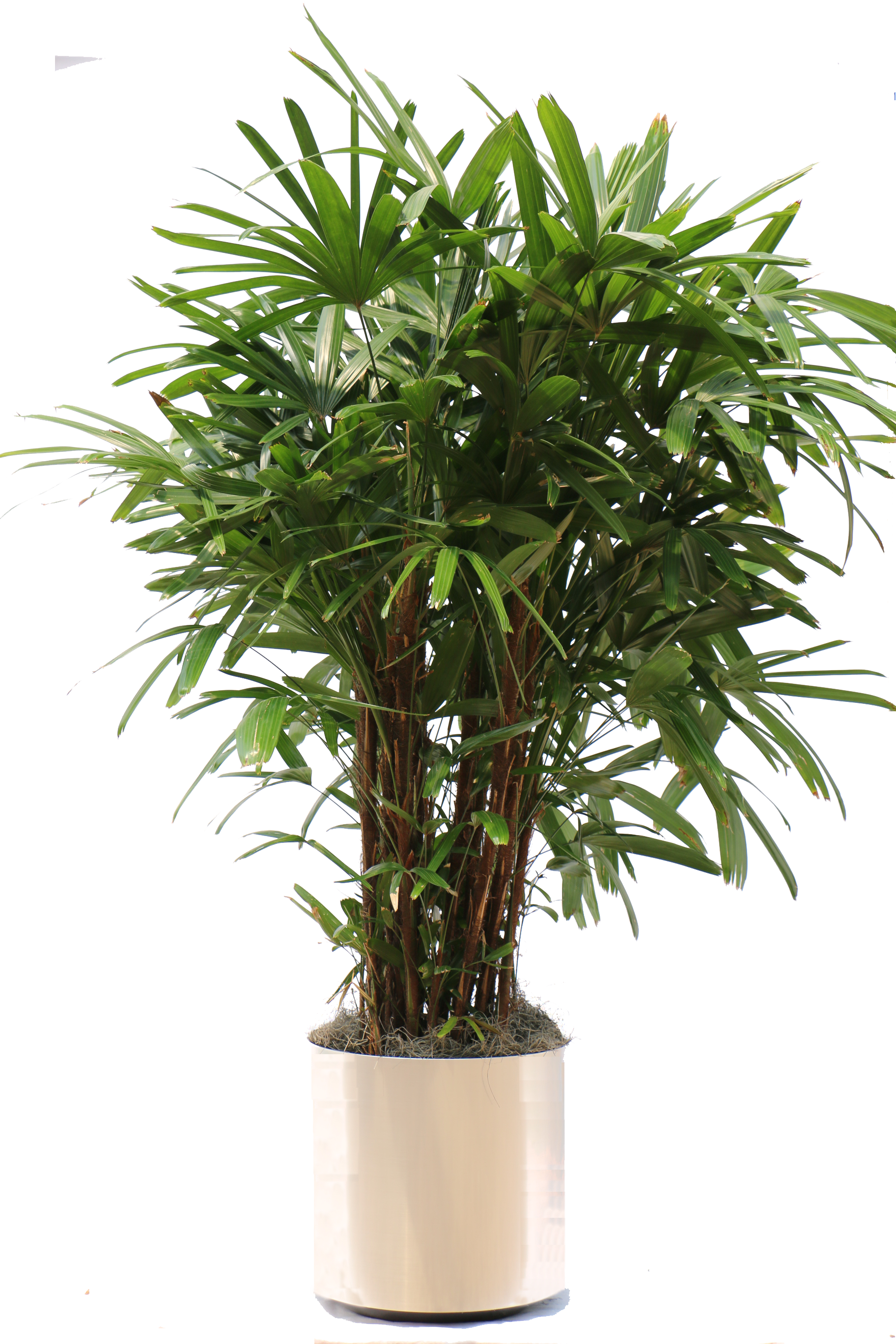 Overview Of The Many Plants We Can Bring To Your Office - Palm Houseplant Png (1824x2736), Png Download