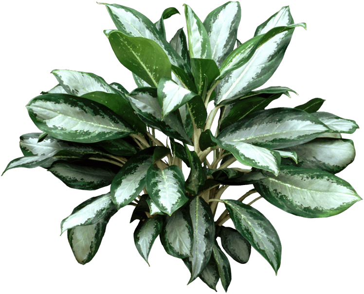 Silver Bay Plant - Bay Laurel (748x604), Png Download