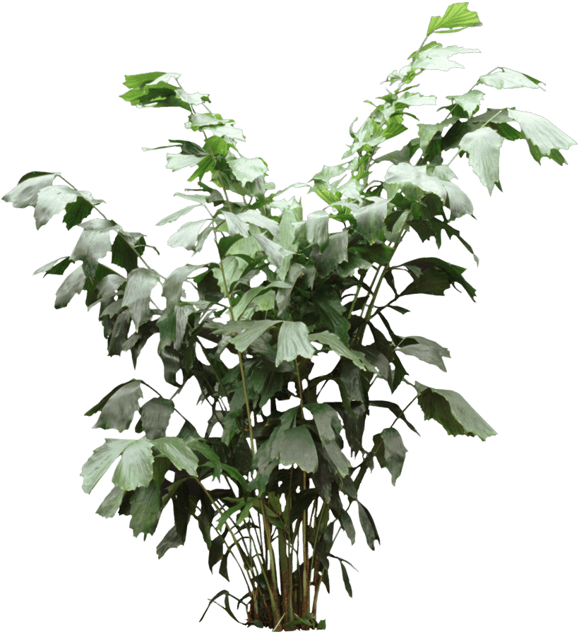 Fishtail Palm - Houseplant (820x898), Png Download
