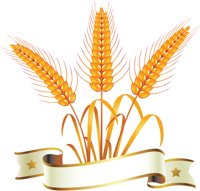 Download Wheat Png Images Background - Food Png Clipart Wheat (850x812), Png Download