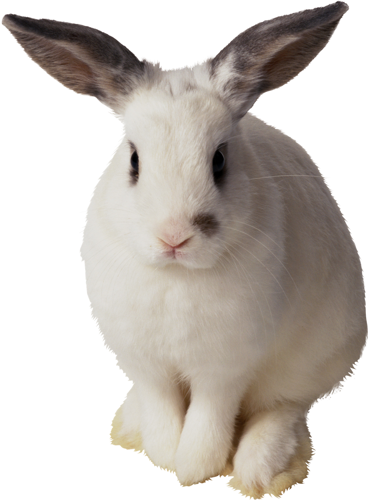 Imagens Png Coelhos Da Pascoa - Transparent Background Rabbit Transparent (1180x1600), Png Download