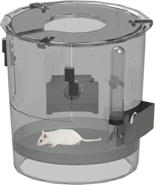 Rat (630x752), Png Download