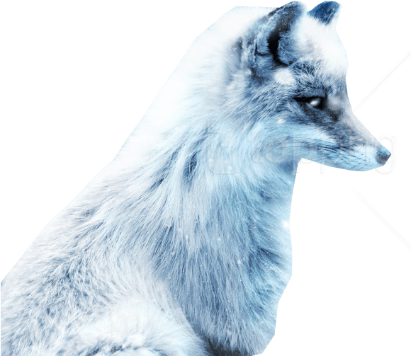 Download Arctic Snow Fox Png Images Background - Snow Fox Cute (850x567), Png Download
