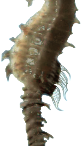 Seahorse Png Transparent Images - Caballo De Mar Fondo Transparente (640x480), Png Download