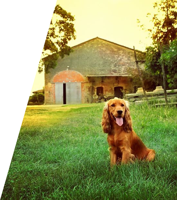 Watch Video - Cocker Spaniel (594x669), Png Download