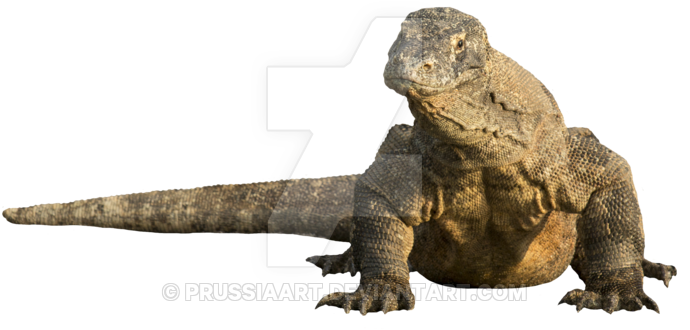 Download Lizard Png Transparent Images Transparent - Green Iguana (800x494), Png Download