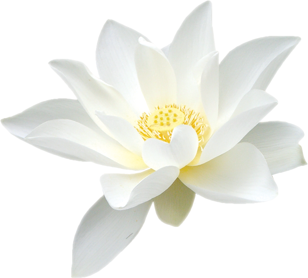 Lotus2 - Wallpaper (1200x1200), Png Download