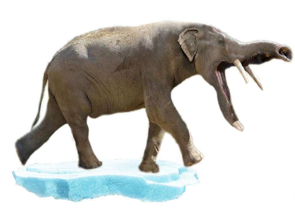 Amebelodon - Indian Elephant (1000x1000), Png Download