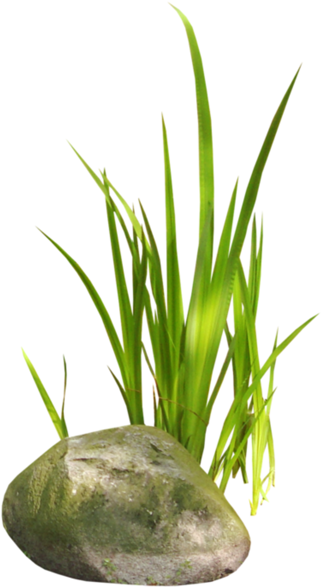 Mis Quince Anos Clipart Cliparthut Free - Gif Et Tube Arbre Et Herbe (800x1164), Png Download