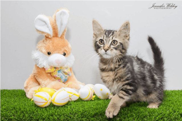 Photo Of Ak2330 Jager - Cat Grabs Treat (638x638), Png Download