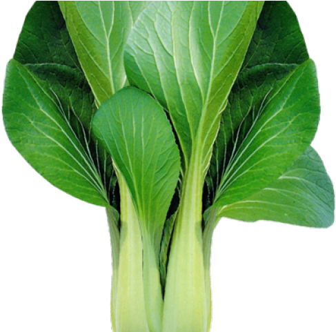 Lettuce Clipart Petsay - Bok Choy Clipart (640x480), Png Download