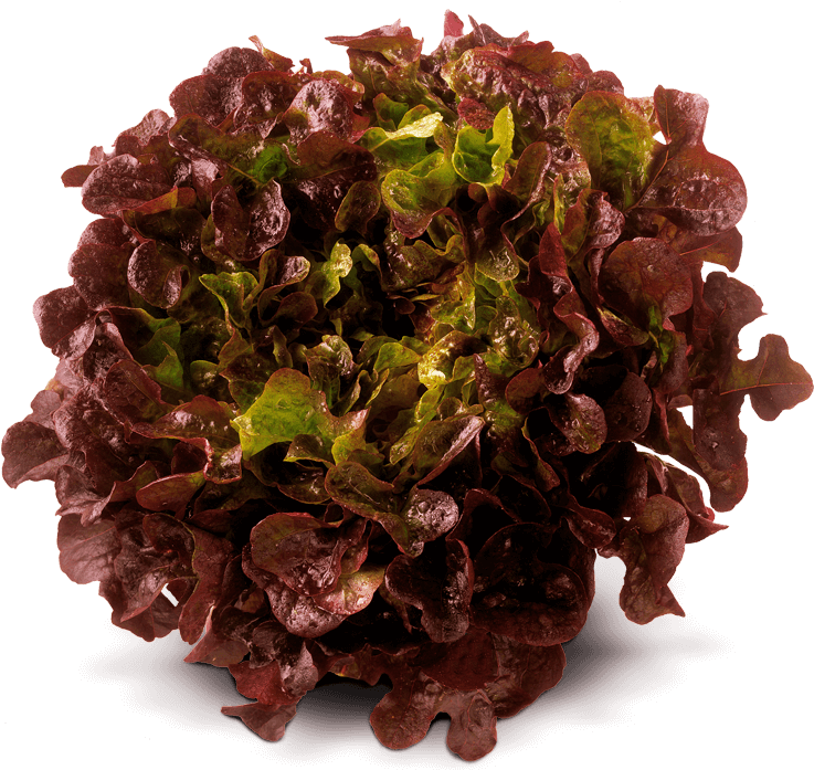 Oak Leaf Red Von Elo - Seed (1000x696), Png Download