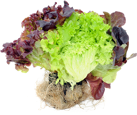 Agronomic Data - Lettuce (457x455), Png Download