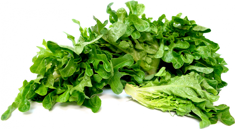 Oakleaf Green Or Red Lettuce - Oak Leaf Lettuce Png (800x800), Png Download