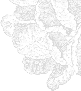 Lettuce - Lettuce Head Canvas Wall Art (400x600), Png Download
