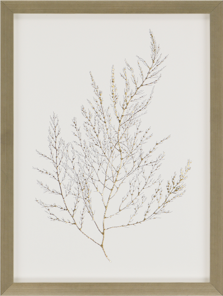 Gold Foil Algae Iii - Foil Algae Iii By Goldberger Framed Graphic Art Paragon (550x550), Png Download