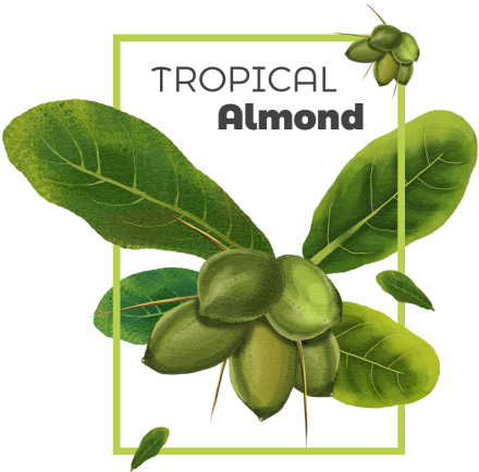Tropical Almond Frame Badge, Tropical, Frame, Badge - Tropical Frame (640x640), Png Download