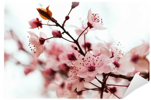 Png Free Library Tree Wall Mural Pixers We Live To - Ramo Di Mandorlo (400x400), Png Download