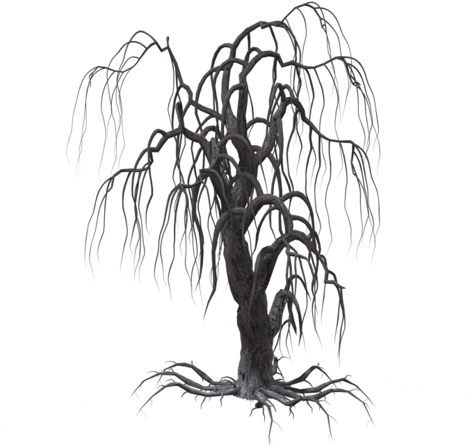 Creepy Tree 16 By Wolverine041269 On Clipart Library - Portable Network Graphics (1024x639), Png Download