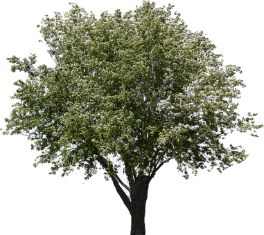 Tree, Tree With Leaves, Forest, Nature - Tree (381x340), Png Download