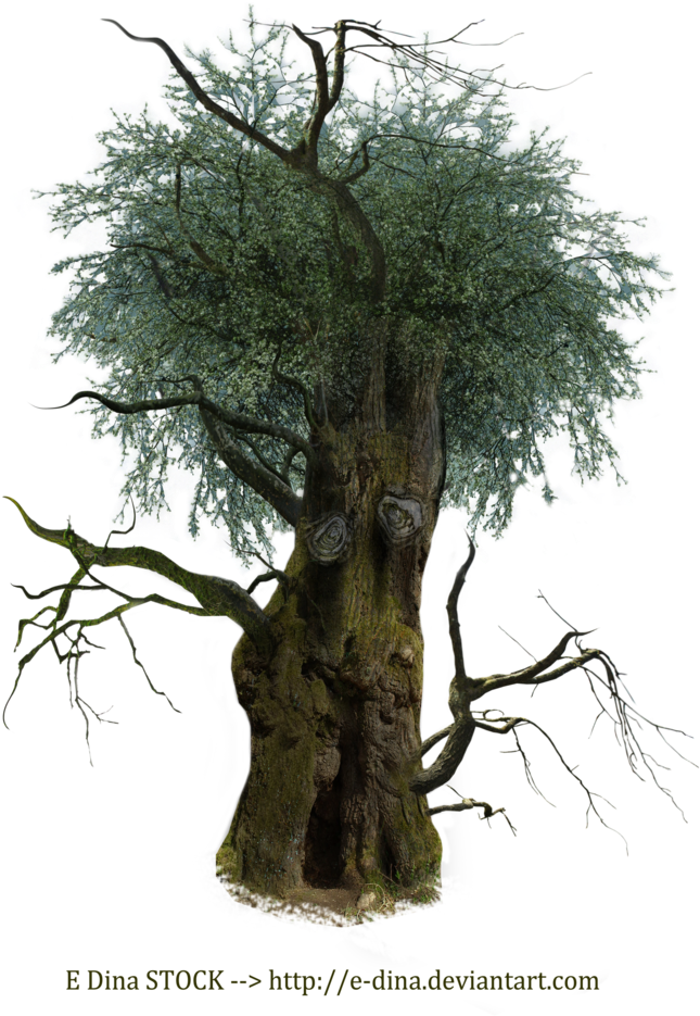 Hq Png Stock Tree Man By E-dinaphotoart - Tree (800x1000), Png Download