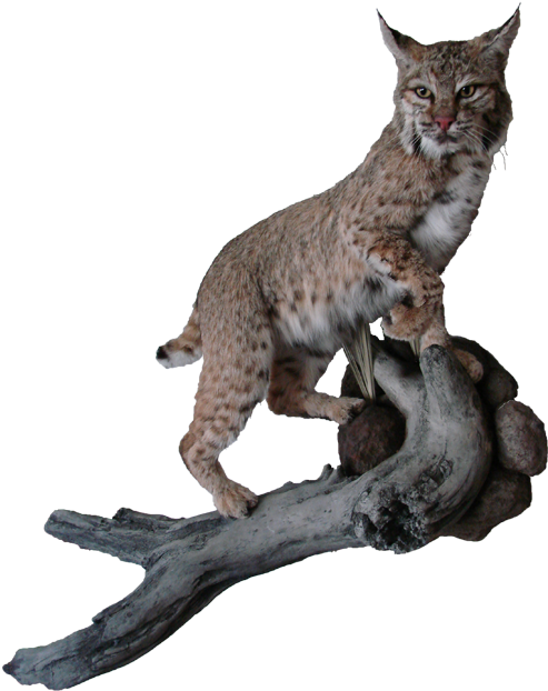 Bobcat Mount - Bobcat Png (506x650), Png Download