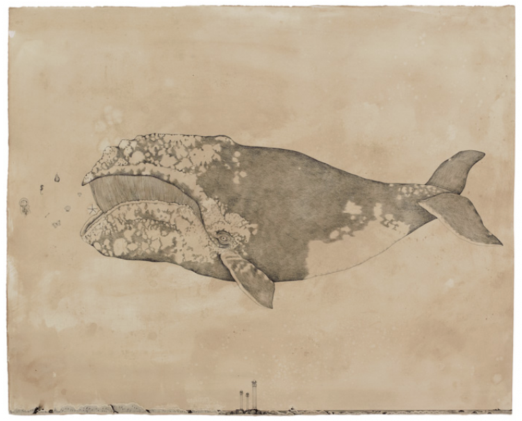 Bobcat (750x750), Png Download