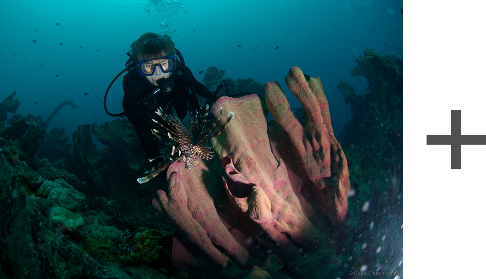 Here Is An Easy Quickie That Anyone Can Do With Any - Underwater (1582x900), Png Download