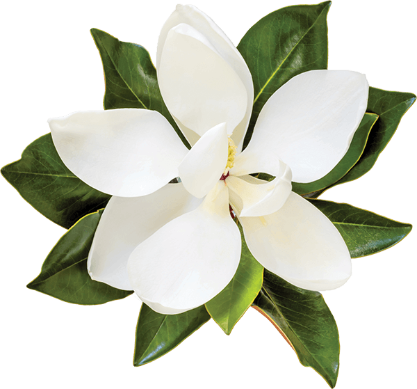 Magnolia - Magnolia Png (600x559), Png Download