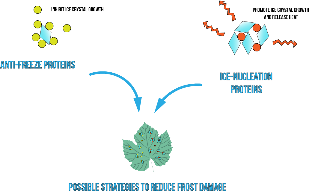 Ionisparis Applieddesign Protectivecompoundchoice 1 - Protein Formation In Plants (1035x645), Png Download