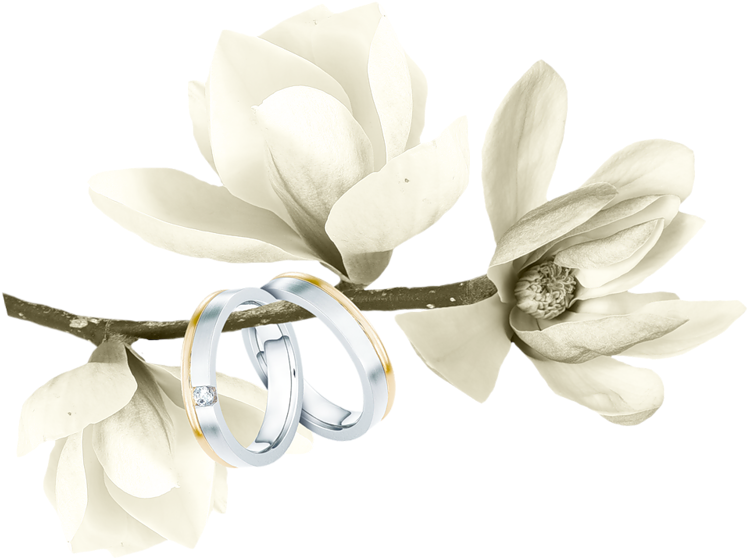 White Watercolor Magnolias (800x800), Png Download