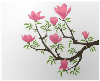 Magnolia (400x400), Png Download