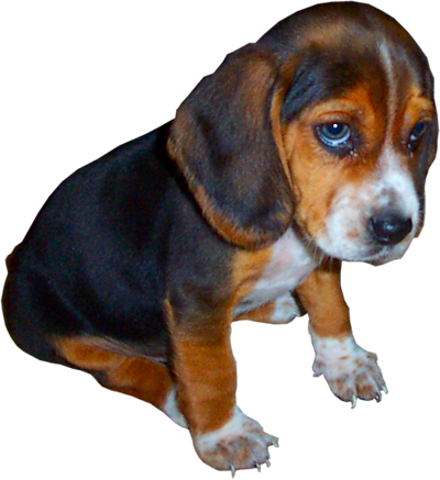 Beagle - Innocent Puppy Tile Coaster (400x437), Png Download