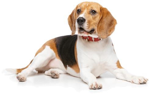 Looking For A Beagle Puppy Or Dog In Illinois Adopt - Dog (560x370), Png Download