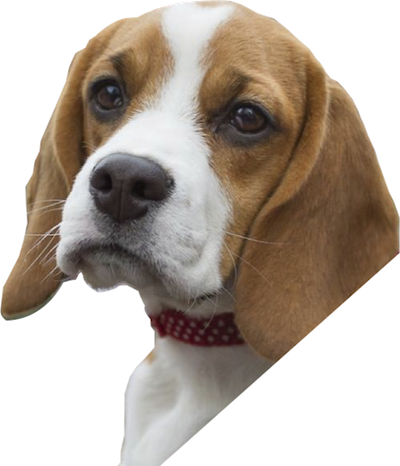 Beagle-harrier (400x466), Png Download