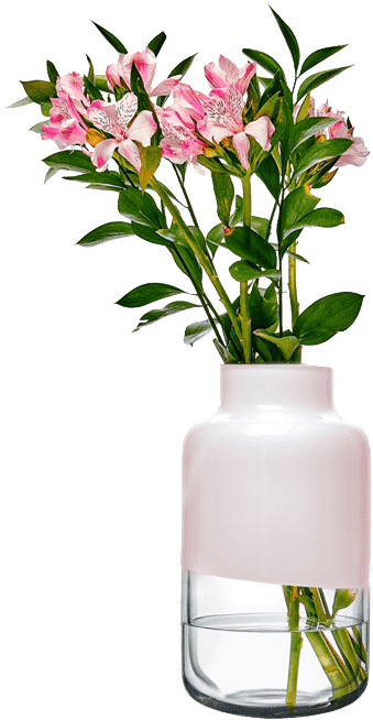 Magnolia - Stargazer Lily (540x660), Png Download