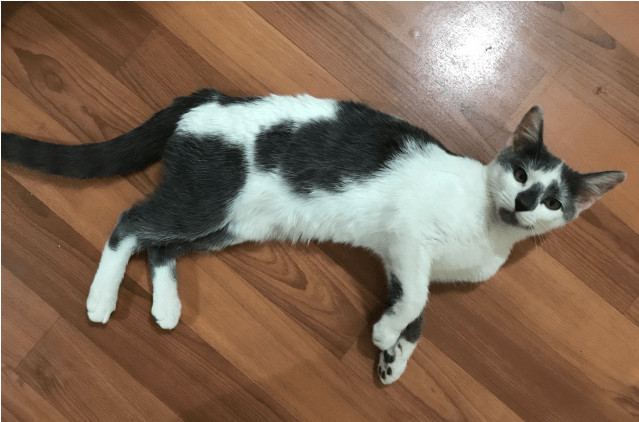 Donate To Petrescue - Domestic Short-haired Cat (638x638), Png Download