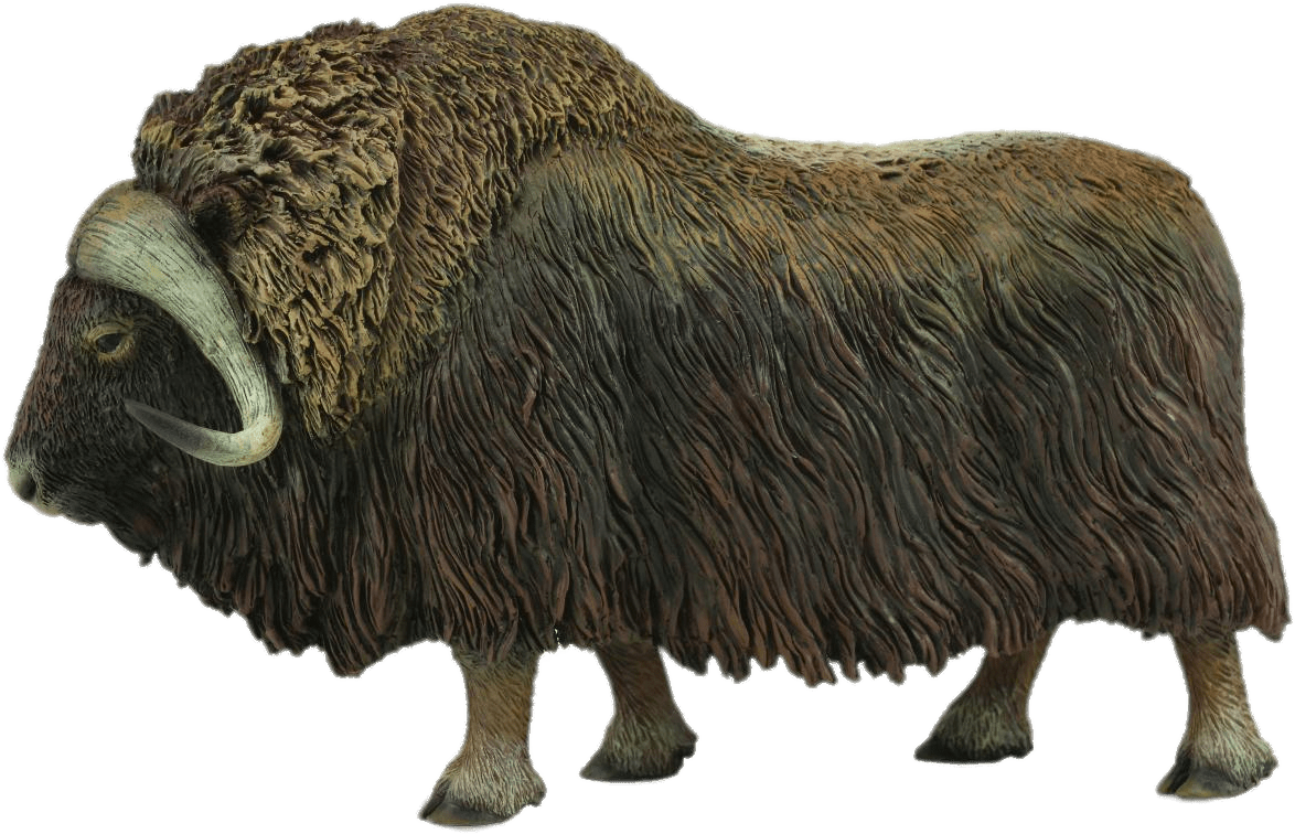 Download - Safari Ltd Musk Ox (1400x894), Png Download