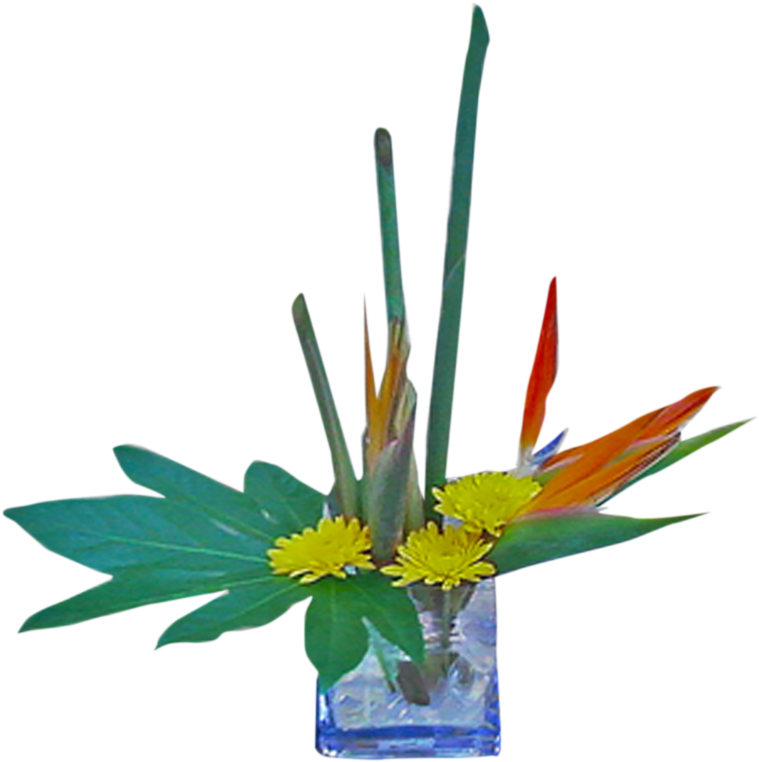 Hi-style Birds - Bird Of Paradise (1524x1524), Png Download