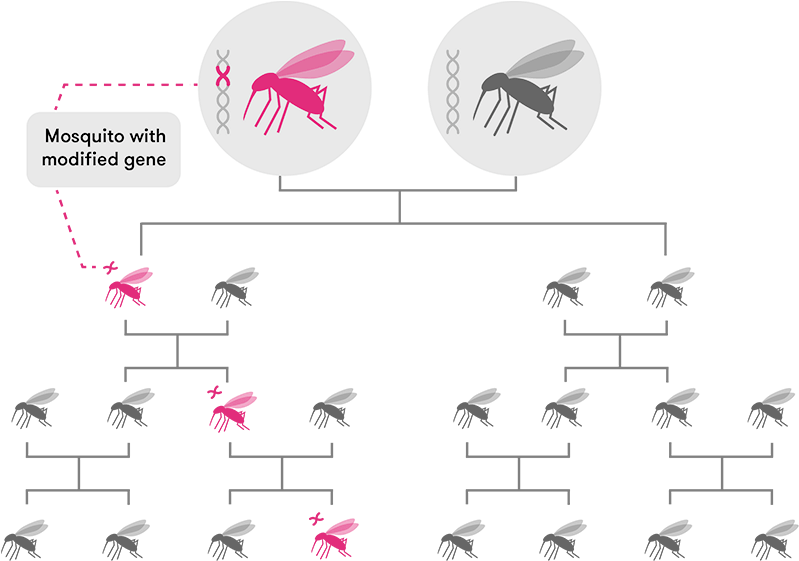 Through Standard Inheritance, Offspring Have A 50 Per - Gene Drive Crispr (800x574), Png Download