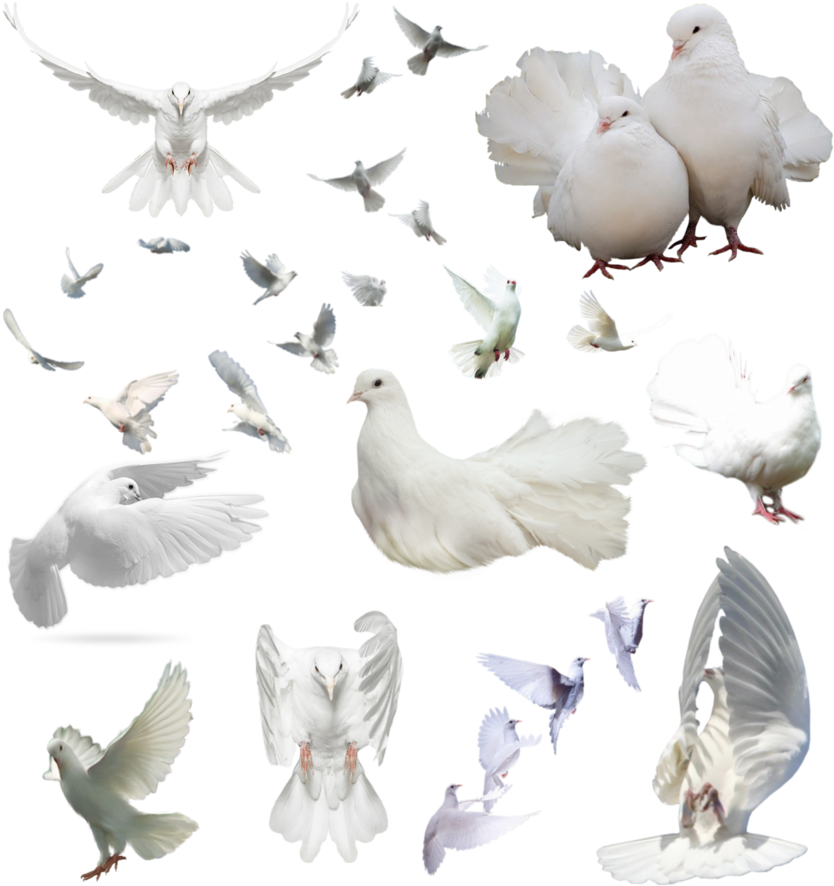 Palomas Png - Dove Group Png (858x930), Png Download