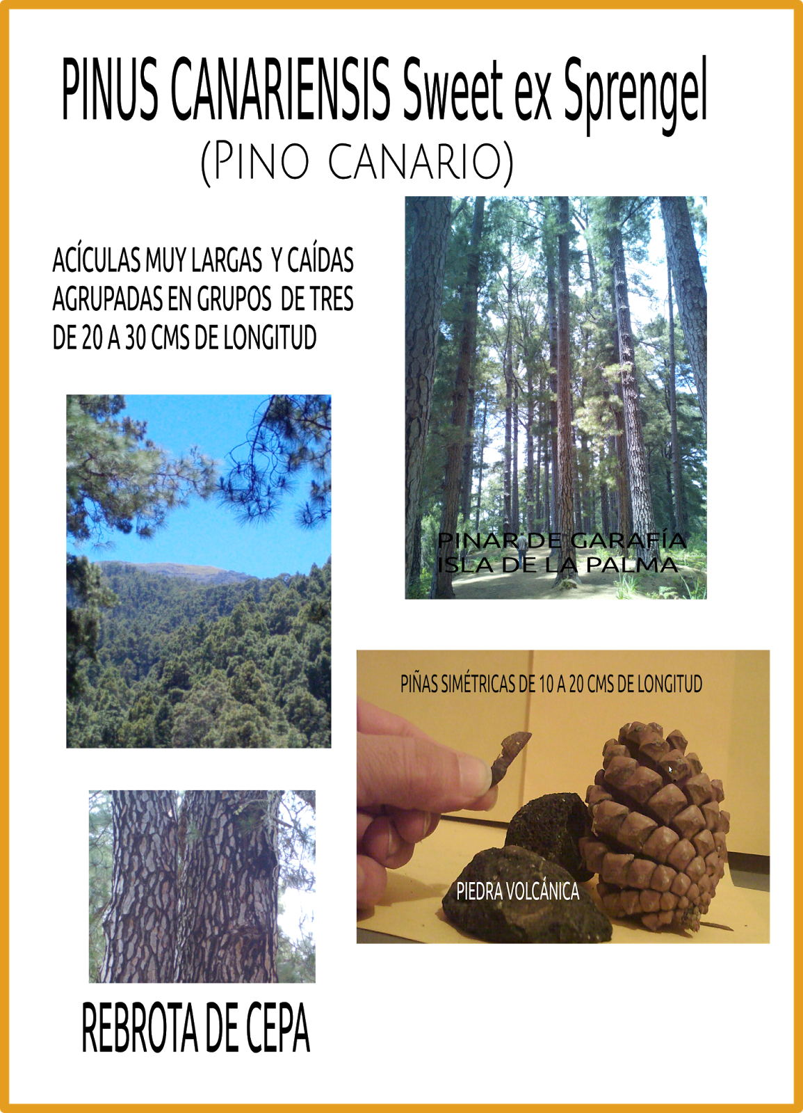 Senderismo De Pies - Games For Windows (1155x1600), Png Download