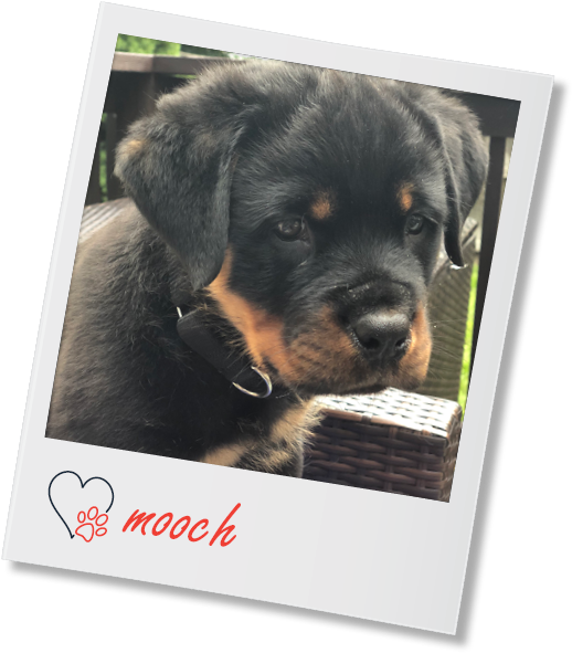 Rottweiler (667x667), Png Download