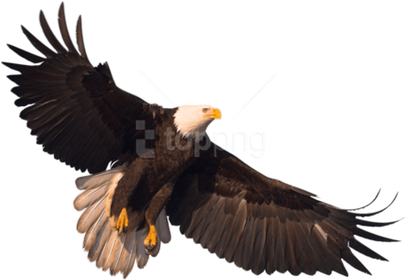 Free Png Eagle Png Images Transparent - Transparent Eagle Png (850x607), Png Download