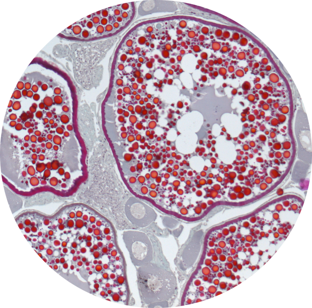 Given The Situation Of General Overexploitation Of - Circle (635x628), Png Download