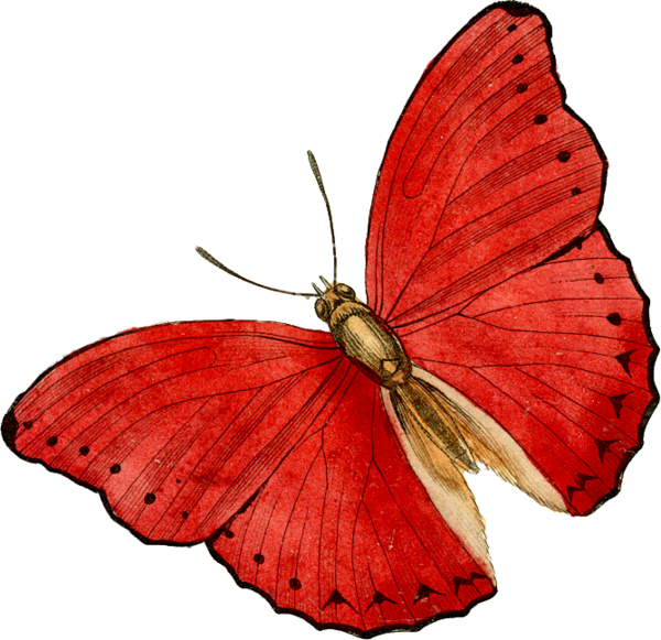 Red Butterfly Png (600x581), Png Download