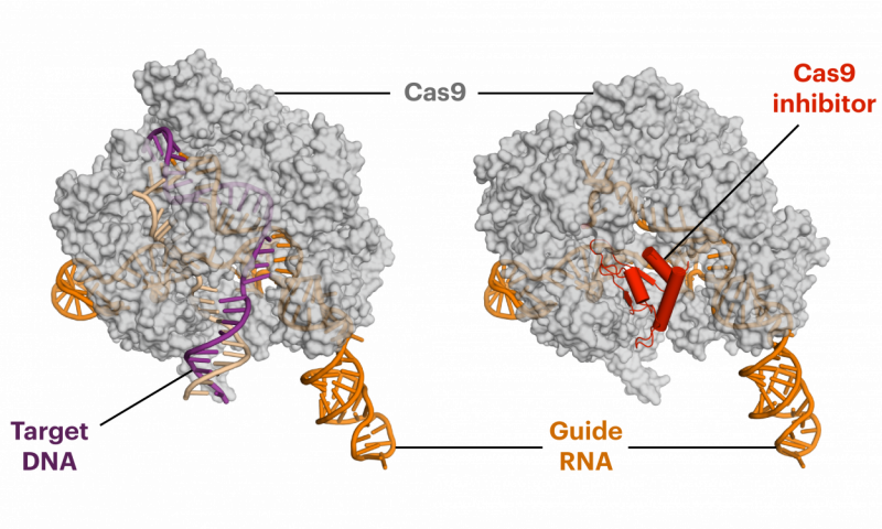Photosystem I Crystal Structure (800x480), Png Download